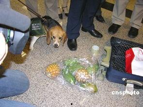 国产狗,传承与创新中的民族品牌风采